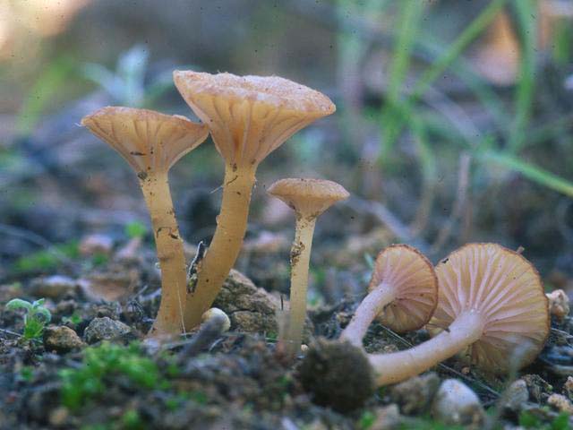 Contumyces rosellus
